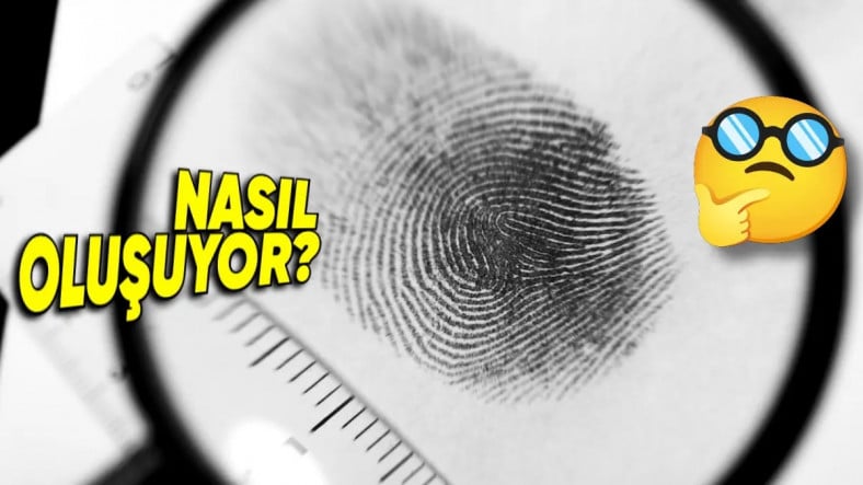 Dünyada Kimsede Aynısına Rastlanmayan Parmak İzleri Nasıl Oluşuyor?